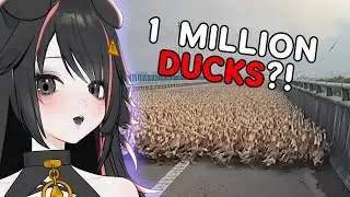 WHAT THE DUCK?! | Reacting to Daily Dose Of Internet