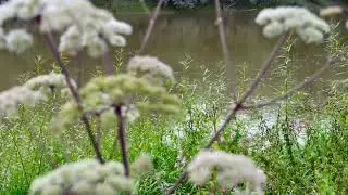 River Dee beside Saddlery Way