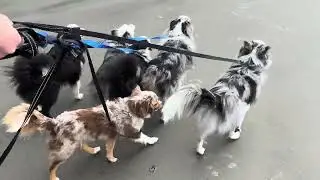 Walking The Pups at Fort Stevens State Park 