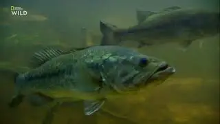 Как Большеротый окунь (Micropterus salmoides) охотится на лягушек и молодых аллигаторов ?