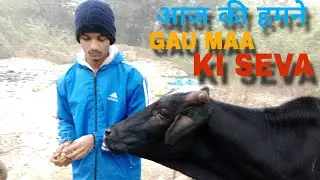 गौ माता की सेवा की असली शांति | Desi Village Life Vlog या सुबह-सुबह गौ सेवा का सुकून  Real Desi Vlog