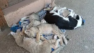 The cat's health is very good, sleep is calm | BOBO Official