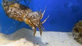 Cuttlefish Hunting a Fish