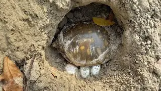 Really Amazing Tortoise Video | Traditional Boy Catching Tortoise By Hand in River Near
