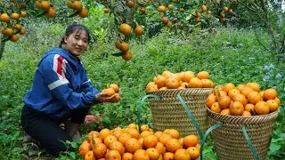 Сбор 35 кг апельсинов с горы для продажи на рынке. Приготовление еды