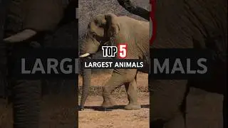 Top 5 Largest Animals on Earth! 2025 #facts #wildlife #animals #animal #wildanimals #animalshorts
