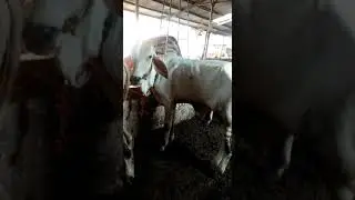 Sapi brahman cross