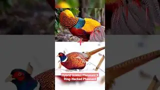 Hybrid Golden Pheasant X Ring-Necked Pheasant