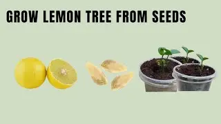 How to Grow lemon tree from seeds easily.