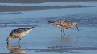 Red Knot. Worn breeding plumage (Summer). South Padre Island.