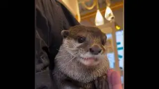 Otter's looks is so adorable🥰🦦|Cute Otter #ytshorts #ytviral #otternoise #ottereating