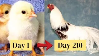 Ayam Yokohama Chicken Growth Time Lapse Day 1 to Day 210 Chick Chick growth day by day