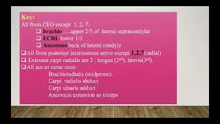 Muscles of back of forearm( superficial  group)