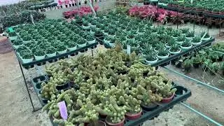 Cactus & Succulents  wholesale nursery at reasonable price.