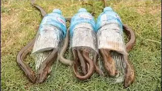 Amazing Bottle Eel Trap - Smart Boys Catch A Lot Of Eel By Bottle Eel Trap