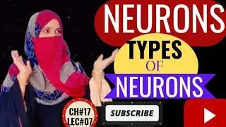 Neuron | types of neurons | Sensory neuron | Inter/Associative neuron | Motor neuron | Ch#17,Lec#07