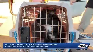 Pilots to the Rescue lands in Manchester bring adoptable rescue pets to New England