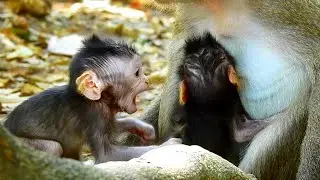 Good Morning From Bayorn Temple, Update New Baby Jinx - Jody - Anya Today.