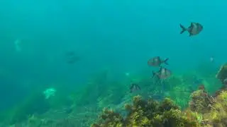 Brown Spotted Wrasse, Scalyfin and Sea Sweep at Middle Island #snorkeling #reef
