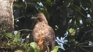 Javan hawk-eagle / Elang Jawa / Gauda ( Nisaetus Bartelsi)