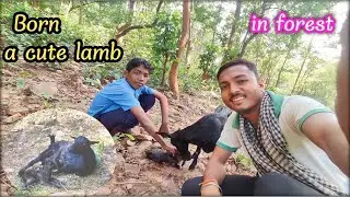 Ghane jungle mei paida hua cute memna 