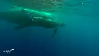 Baleine et baleineau &agrave; la R&eacute;union, Humpack whale and it's calf