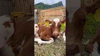 Inside a Swiss Farm: Traditions, Animals 🇨🇭