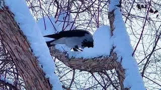 Ох уж эти голуби🕊️🕊️🕊️🕊️🕊️🕊️