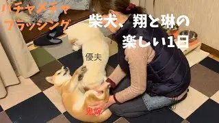 柴犬、２匹のどたばたブラッシング＃白柴＃赤柴＃ご飯#散歩＃ヤンチャガール ＃多頭飼い＃犬のいる生活＃癒し＃可愛い#楽しい1日#6ヶ月＃5才＃鬼嫁＃優夫#あそび#柴犬