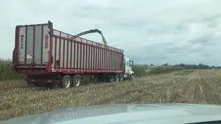 Claas 980 Jaguar chopping double crop corn after wheat  2017 Frankton, IN
