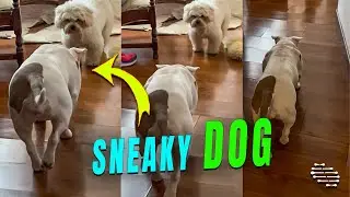Playful Dog Slowly Sneaking Up on Another Dog