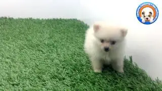 Venta Pomerania Hembra en Cachorros y mas Cachorros