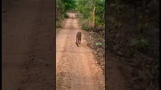 Tiger sighting update 18/4/2023 Umred Karhandla Wildlife Sanctuary