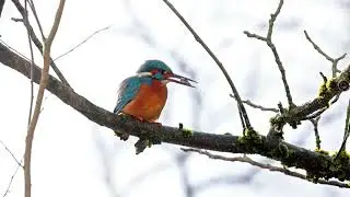 Martin-p&ecirc;cheur d'Europe dans la plaine de Crolles