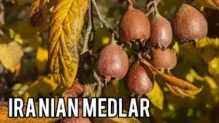 Keepers Nursery Iranian Medlar tasting. 14 November 2023. Medlar description and comparison.