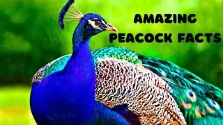 Amazing Peacock Facts ll H & H Knowledge Hub - Cute Birds