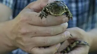 Finding tiger salamanders in Montana