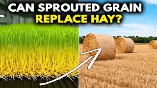 Can Sprouted Grain Really Replace Hay? (The Real Numbers)