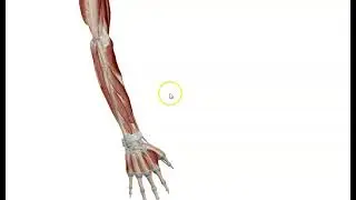 Muscles of Back of Forearm(2) - Deep Group (3D) - Dr. Ahmed Farid