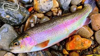 CATCHING WILD RAINBOW TROUT IN NORTH GEORGIA - CHATTAHOOCHEE RIVER