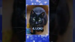 Top 10 Male Cat Names of 2024 #cats #shorts
