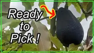 When to Pick a Sir Prize Avocado: Is it Ready Yet?
