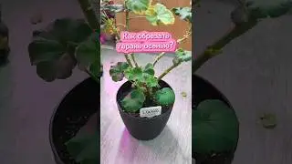 Как обрезать Герань?✂️☝️