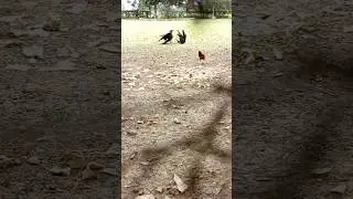 Crows Fight #shorts #crow #crowsounds #birdsplusnature