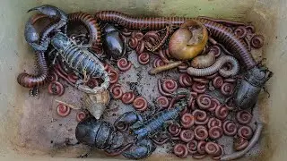 Ловите жуков и скорпионов, гигантских многоножек, улиток, краснопятнистых многоножек, крабов... С...
