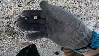 Jan 16, 2026 Banana River FL mini-shelling 02