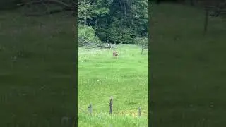 Cel mai nebun caprior