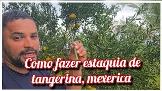 Como fazer estaquia de tangerina, mexerica ...