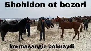  Shohidon ot bozori yondi 🔥🔥 yosh toychoqlar narxlari buzovlardangam arzon bolibdi😱😱27-yanvar, 2026