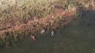 Ducks Forage and RC Plane -- Relaxing Mavic Photography